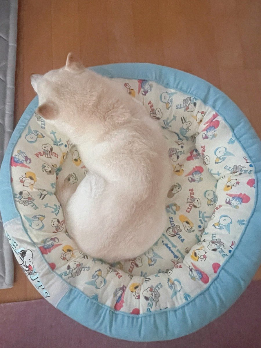 go20597673's tweet image. おはようございます😴

＃白柴
＃柴犬のいる暮らし