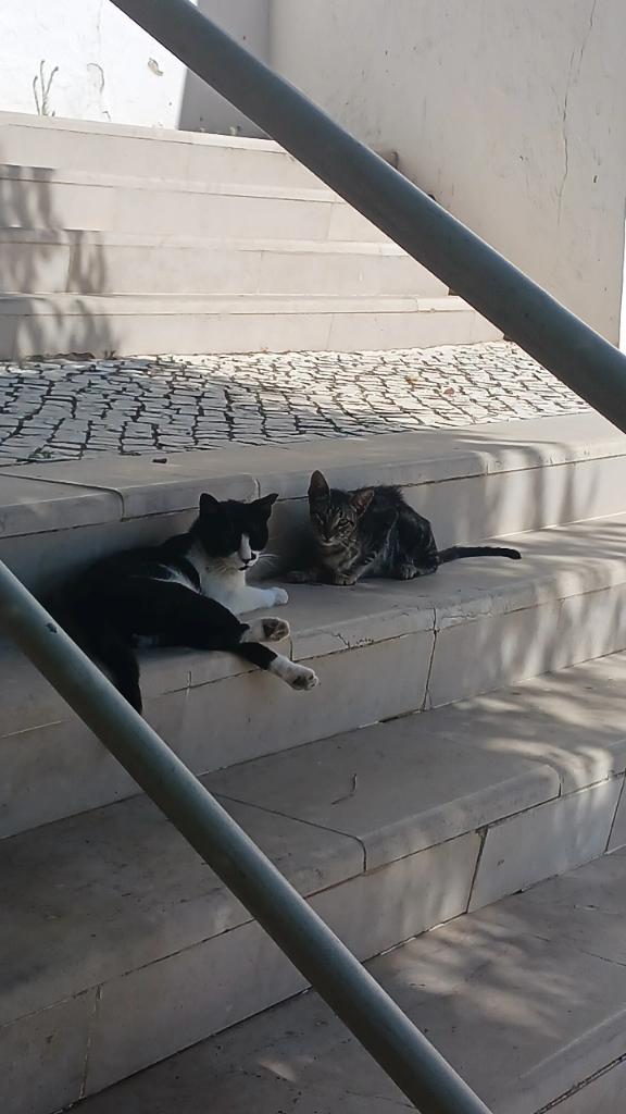 sunsetonce7's tweet photo. @biberoncin Q mierdas son 😡 
Gato para alegrar https://t.co/XUZdH4l4kT