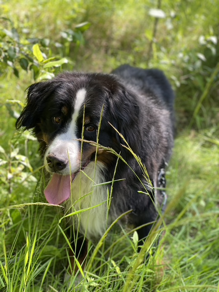 bunsenbernerbmd's tweet image. Rain and Sun, and Doggie Fun!
The Pupdate Newsletter is out!
open.substack.com/pub/bunsenbern…