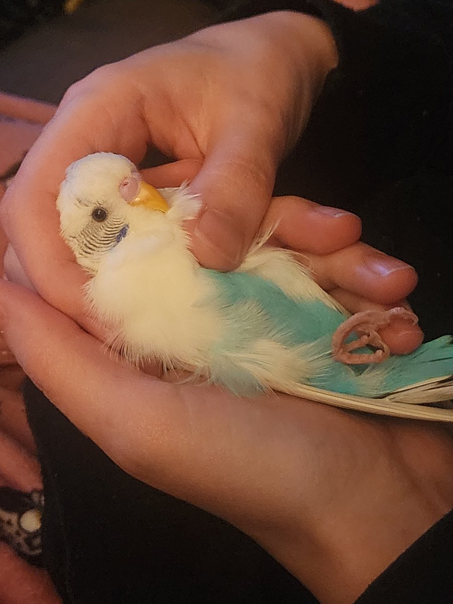 nazucos's tweet image. goodbye Ojutai. 13 is an insane age for a budgie and he was so full of love and energy until the very end. he's with Booter and Atarka now.