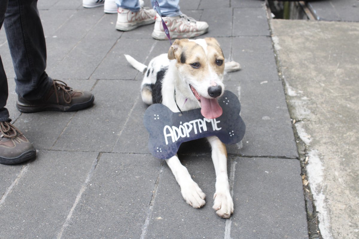 SSaludCdMx's tweet photo. 🤩¡Estamos celebrando el #DíaMundialDelPerro en el Adoptatón! Mira las caritas de estos lomitos y michis 🐶🐱que están buscando llenar de amor tu hogar.🐈‍⬛🐕

🗣️¡Todavía llegas! Estamos en la 📍Alameda del Sur en Coyoacán hasta las ⏰ 17 horas. https://t.co/oQvlvCrfRC