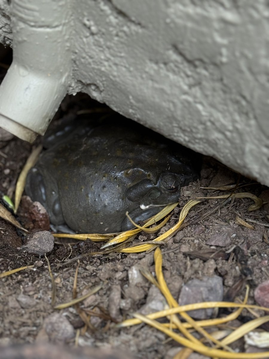 Dot_Eth_Shop's tweet image. Spotted a big Sonoran Desert Toad in my neighbor’s yard just now.  Fun fact, the glands behind its eyes produce DMT (yeah, that DMT) as a defense mechanism.