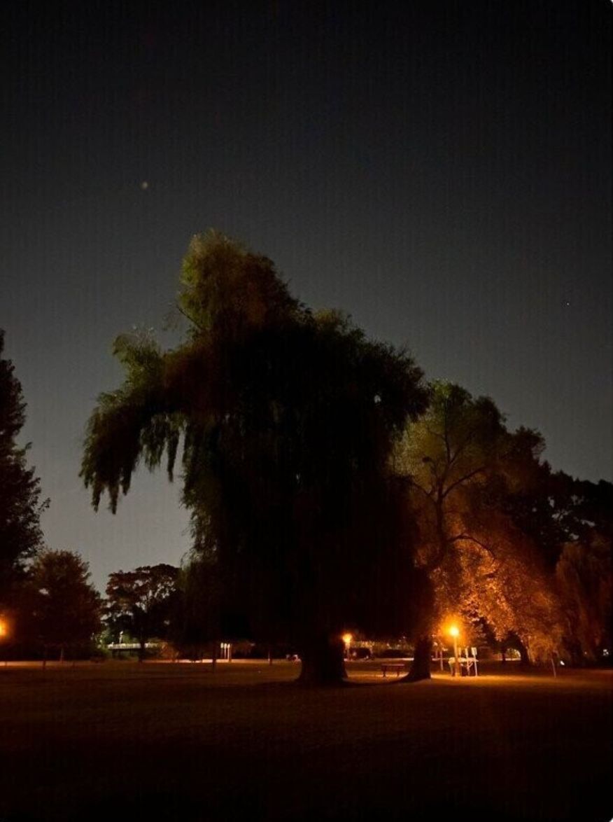 dinosaurs1969's tweet image. i need to stop smoking i thought this tree was walking 🤦♂️