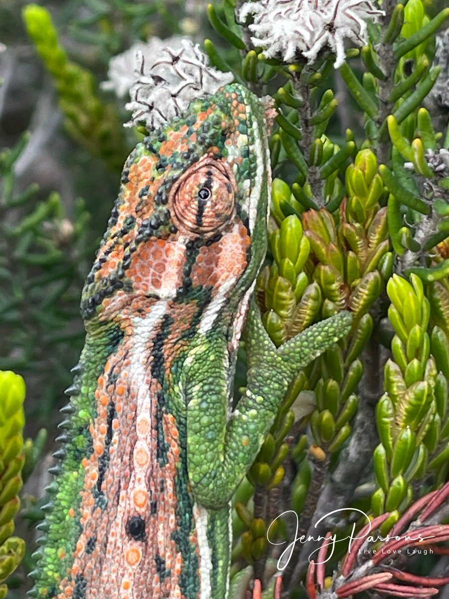 JennyPaPB's tweet image. This Adult Cape dwarf #chameleon (Bradypodion pumilum) was showing off its dazzle of bright colours. Cryptic by nature  &amp;amp; their amazing natural camouflage allows them to hide in plain sight. #Endemic to SW Cape  &amp;amp; red listed as #NearThreatened. Spotted in the #fynbos.