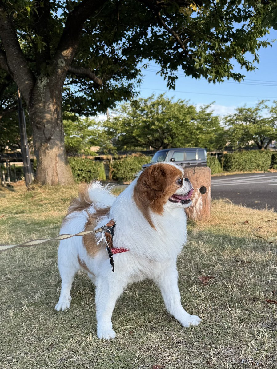 おはよワン🌞
暑いね🥵