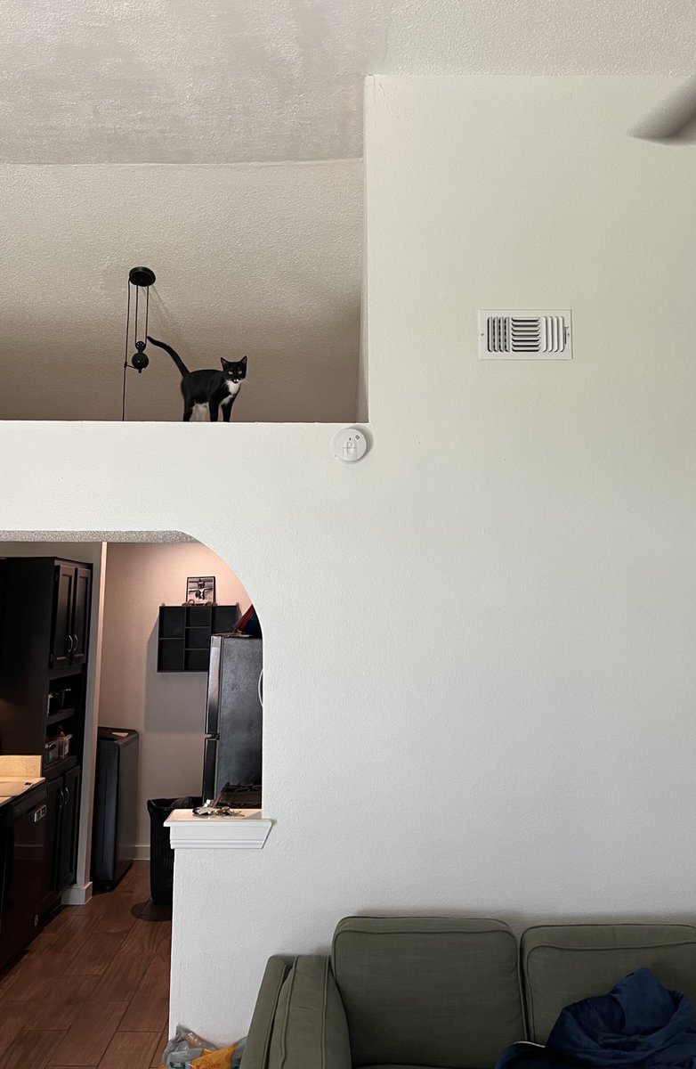 NardelloJulius's tweet image. WHO UP ON THEY PERCH RN