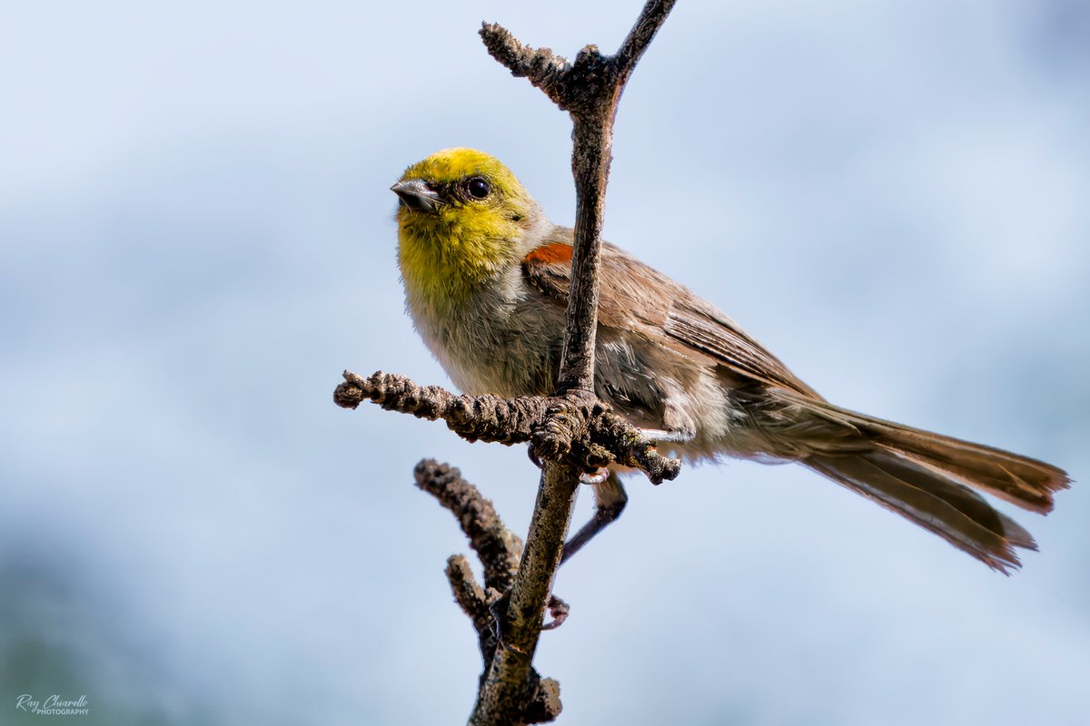 raychiarello's tweet image. How 'bout another Verdin photo from my backyard this morning?
#Birds #MyBirdPic #Birding #BackyardBirding #BirdTwitter #ElPaso #Texas