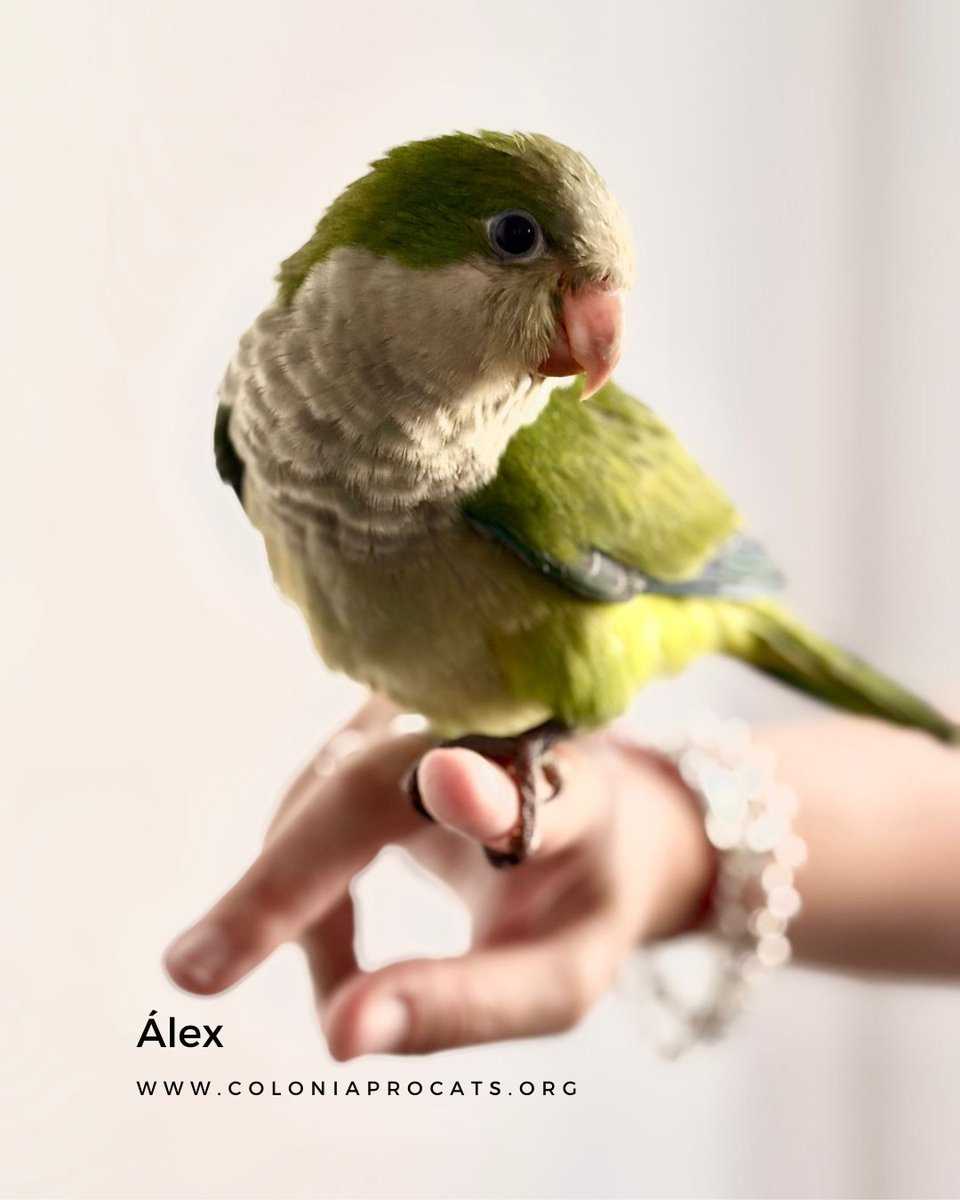 Colonia Procats tweet media