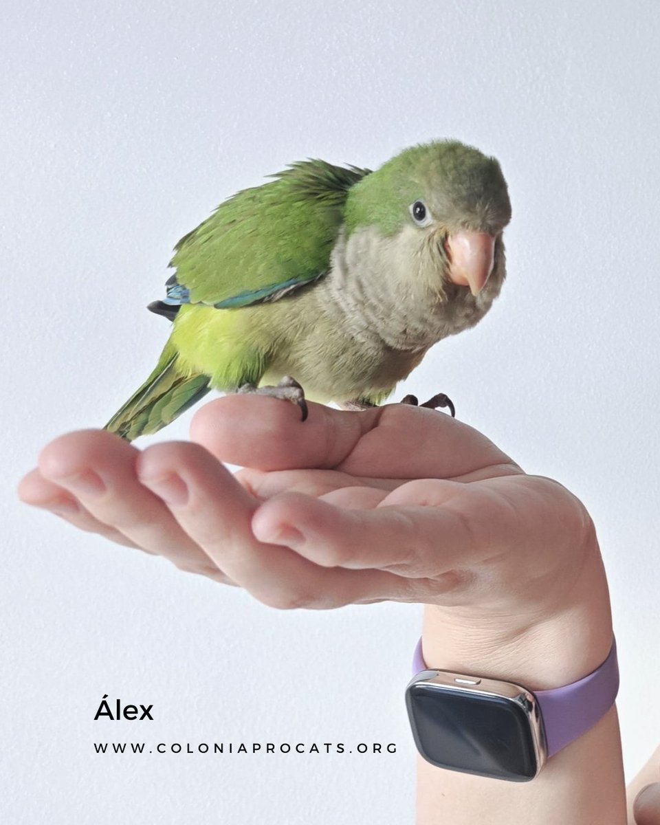 Colonia Procats tweet media