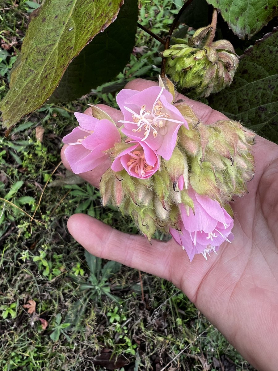 midge_thomas's tweet image. The small dombeya out the front is getting dressed for the show. She stands only waist high but is busting out all over.