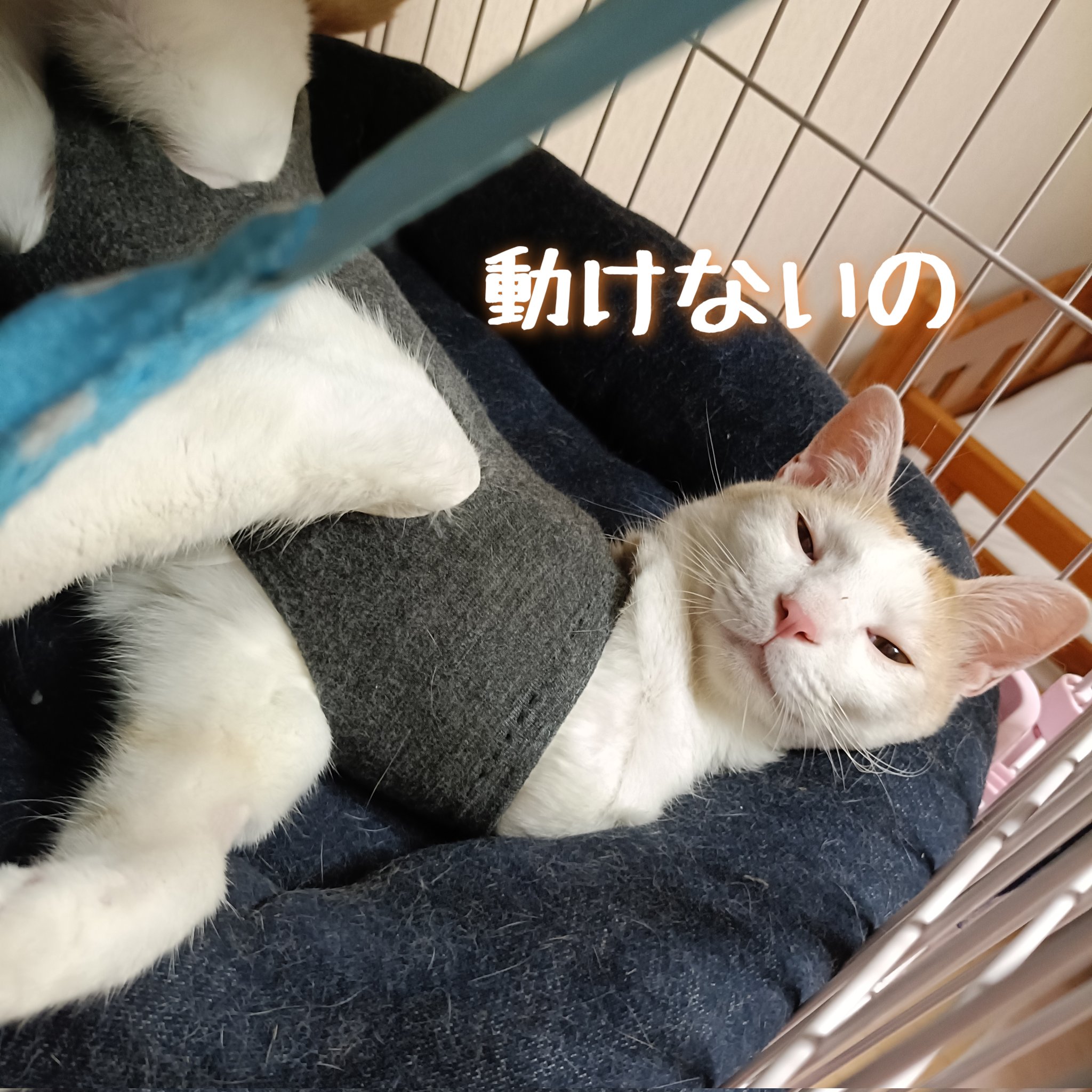 くろの@猫多頭飼いしています。 yuka | #多頭飼育崩壊 多頭飼育崩壊、100頭 今まで何件もの多頭