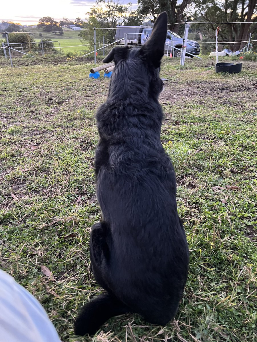 midge_thomas's tweet image. Max on duty at the paddock yesterday evening. Mr Radar.