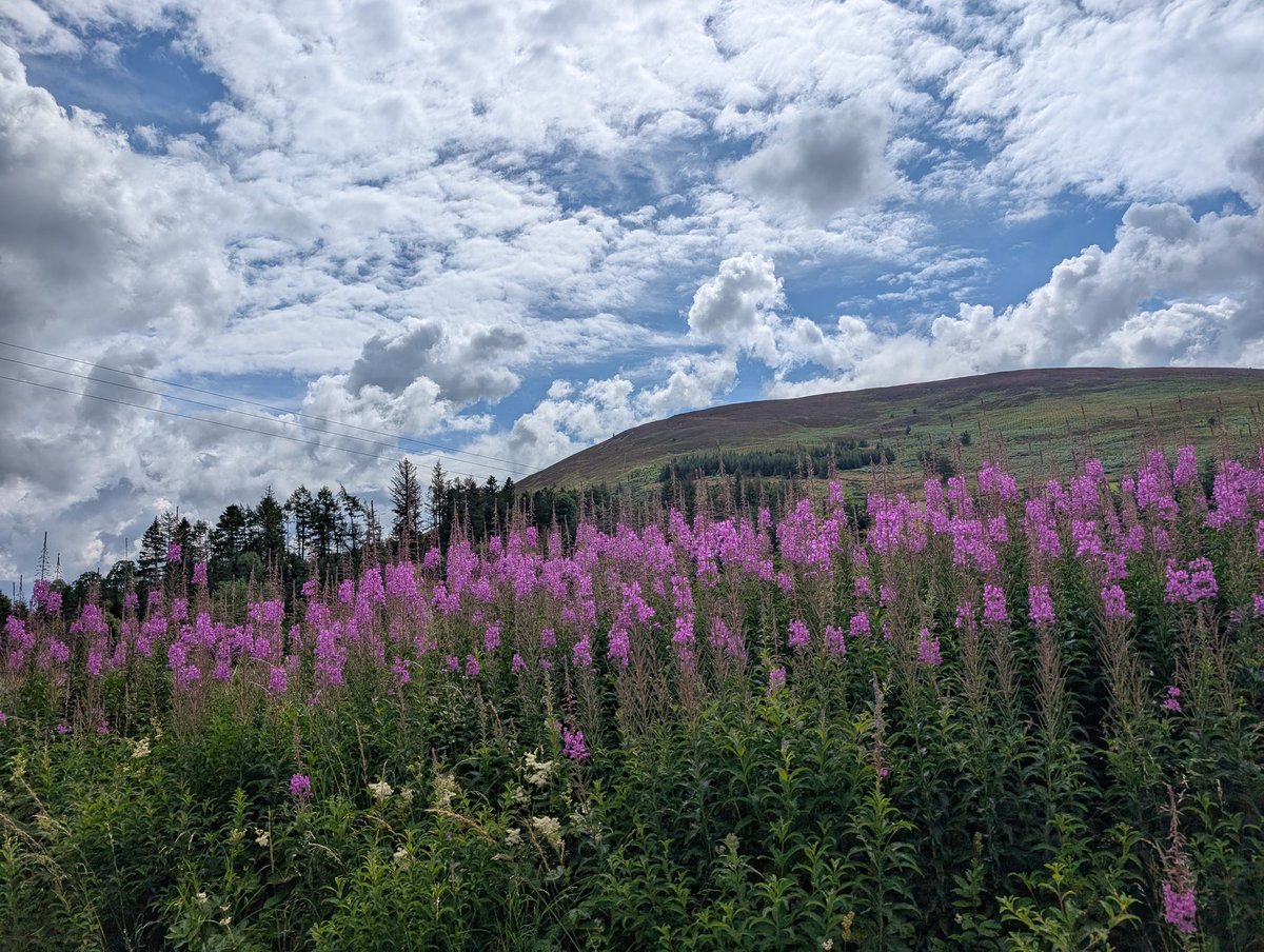 StuartLang9's tweet image. Lovely colours this time of year #Innerleithen #ScottishBorders #LeePen