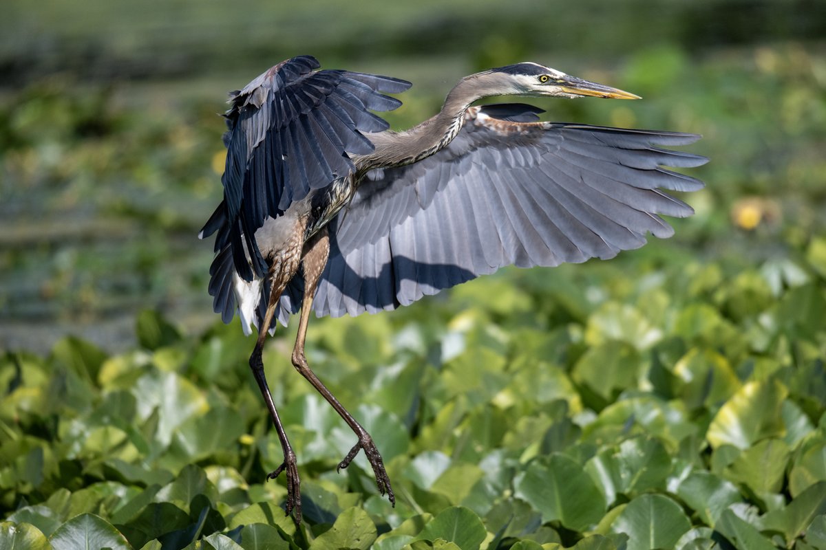 JocAPhotography's tweet image. A Great Blue Heron coming in for a landing in the lily pads.