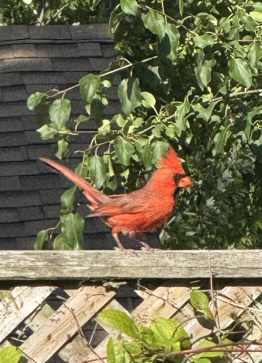 steves_simpson's tweet image. Apparently CARDINALS appear when angels are near ... so my recently deceased brother stopped by ... My sister was sayin I should get a GF for companionship.. my brother has other ideas .. THE CARDINAL LANDED THEN SAID "KISS MY ASS" Steve don't need that shit 💩 LMAO