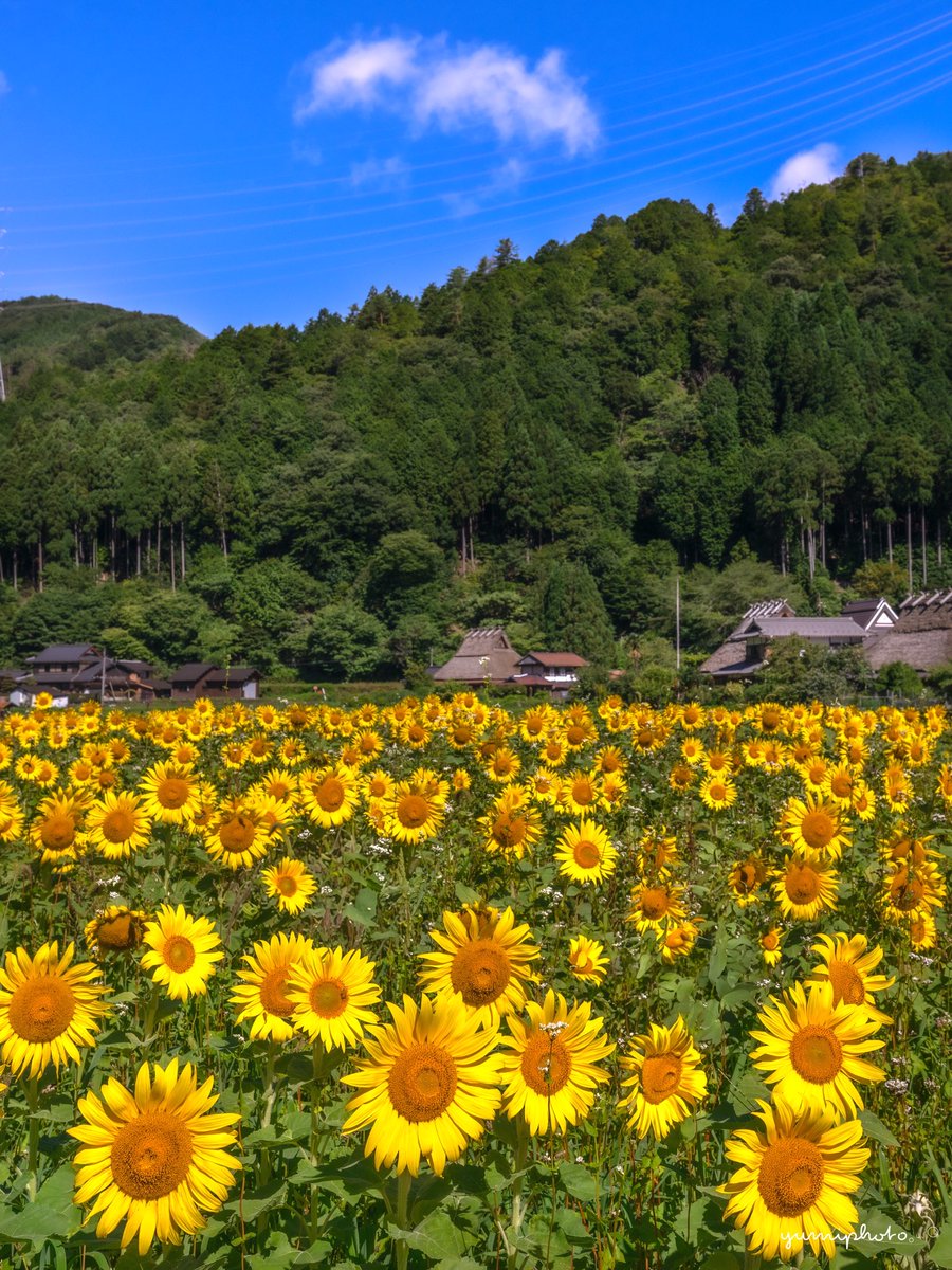 y__amiphoto's tweet image. かやぶき屋根とひまわり𓈒 𓏸 𓐍 𓂃 𓈒𓏸 𓂃◌𓈒𓐍 𓈒
Location:Kyoto,Japan
2025.7