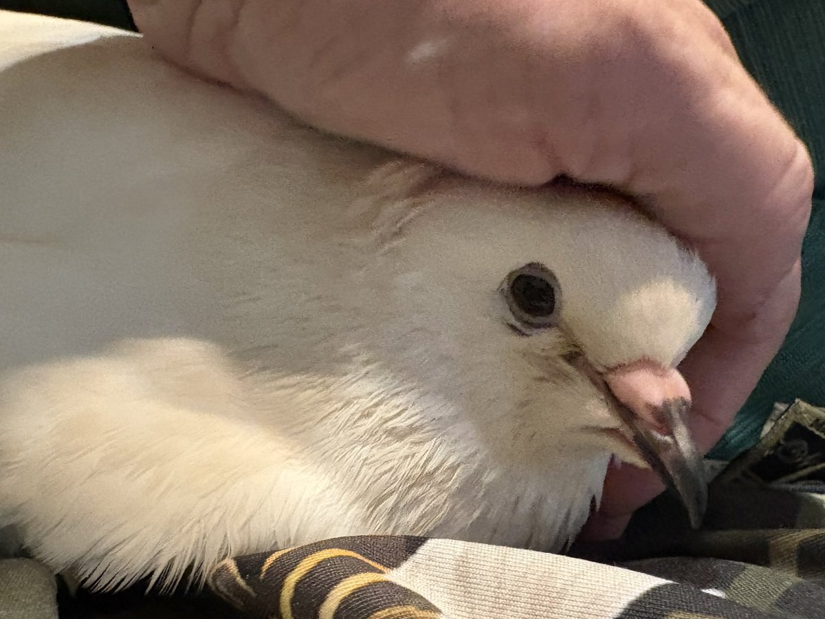 grebetrees's tweet image. She’s in an almost annoyingly cuddly mood. I tried to take a nap earlier and she scootched right into my neck making that purrcoo noise in my ear