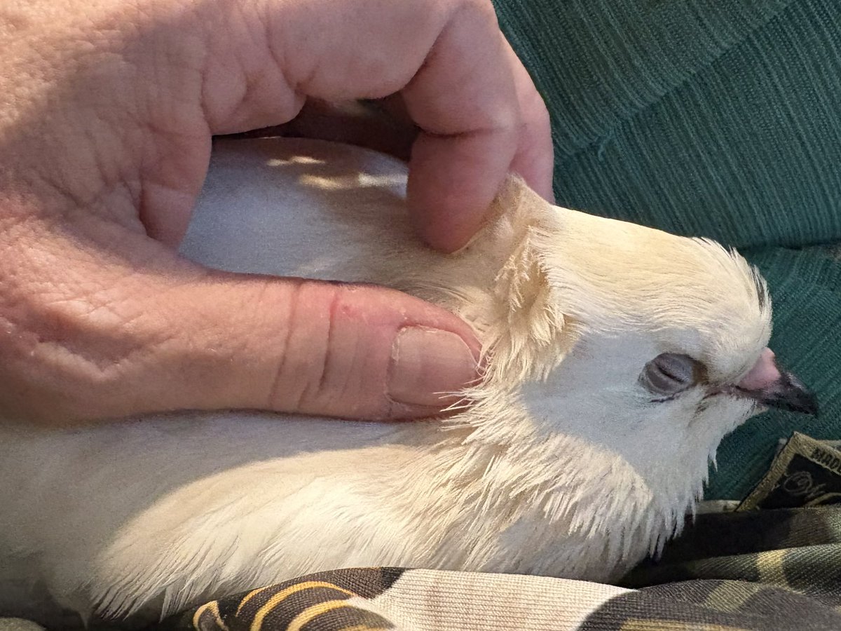 grebetrees's tweet image. She’s in an almost annoyingly cuddly mood. I tried to take a nap earlier and she scootched right into my neck making that purrcoo noise in my ear