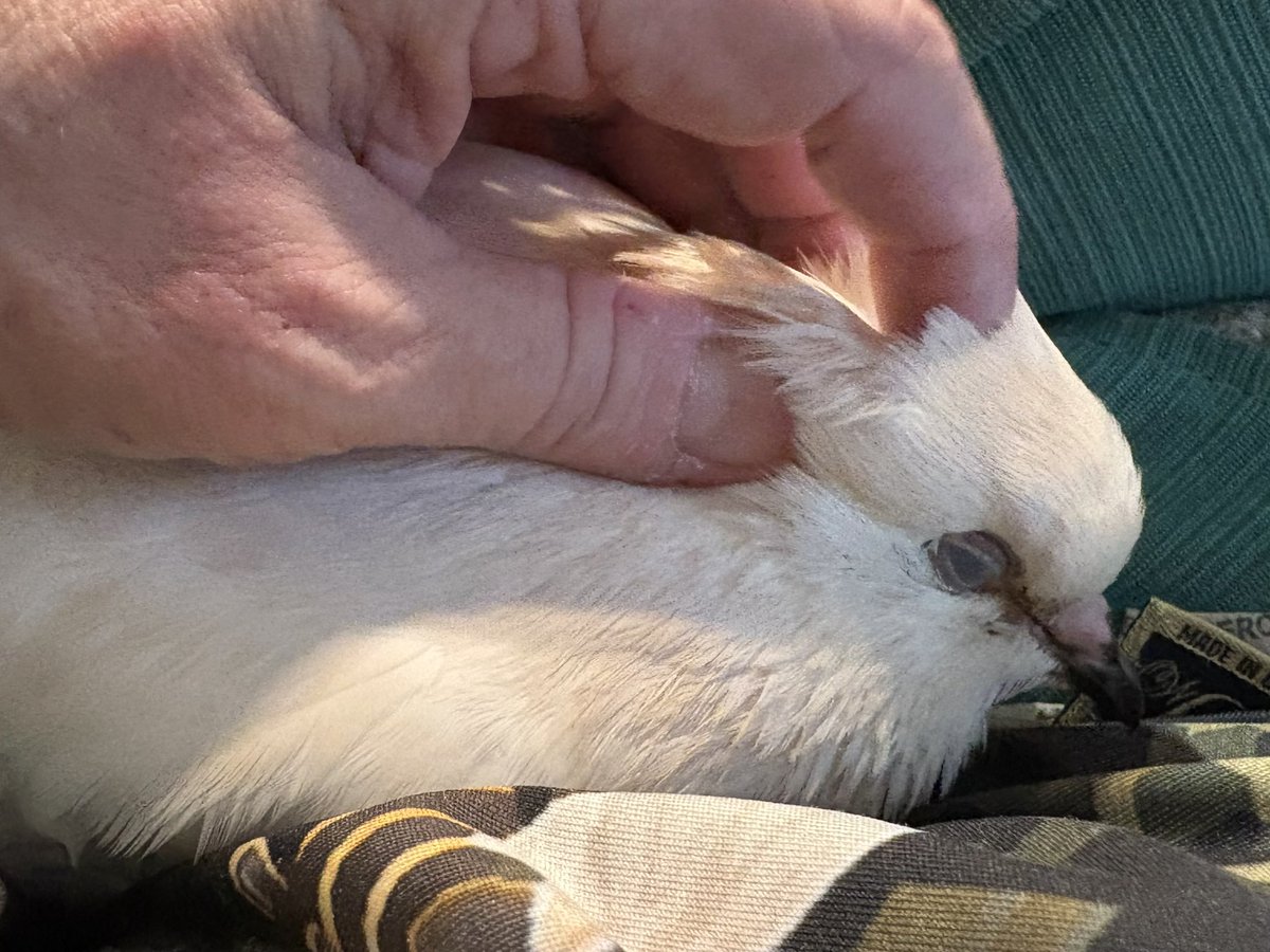 grebetrees's tweet image. She’s in an almost annoyingly cuddly mood. I tried to take a nap earlier and she scootched right into my neck making that purrcoo noise in my ear
