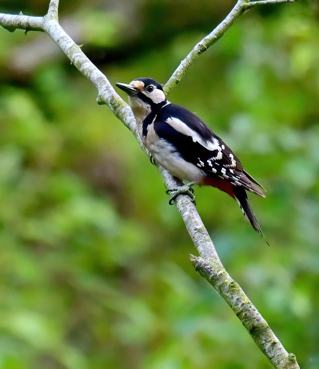 Great Spotted Woodpecker in the woods. 😍
 Taken recently at Shapwick Heath in Somerset. 🐦😊