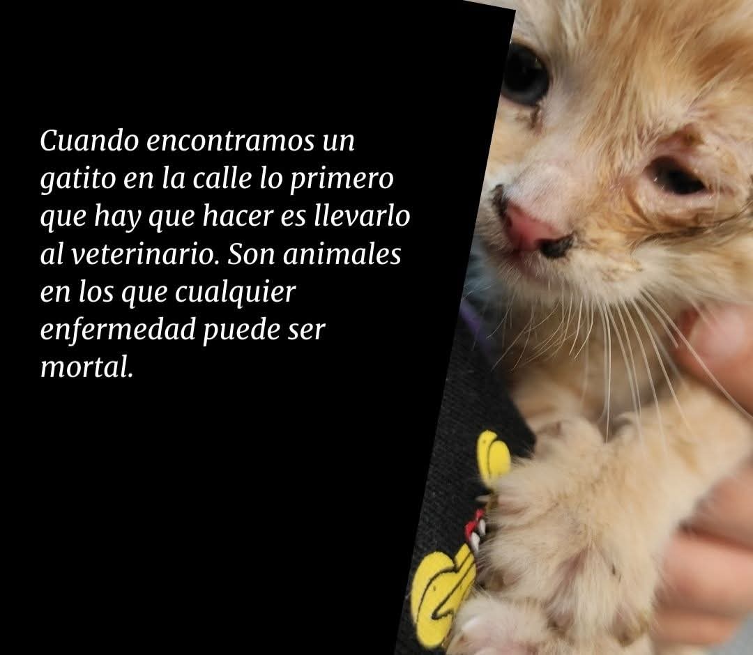 MeowWorkshop's tweet image. Repitan después de mi:
Primero salvaguardar al animalito y luego grabamos para generar lástima y likes.