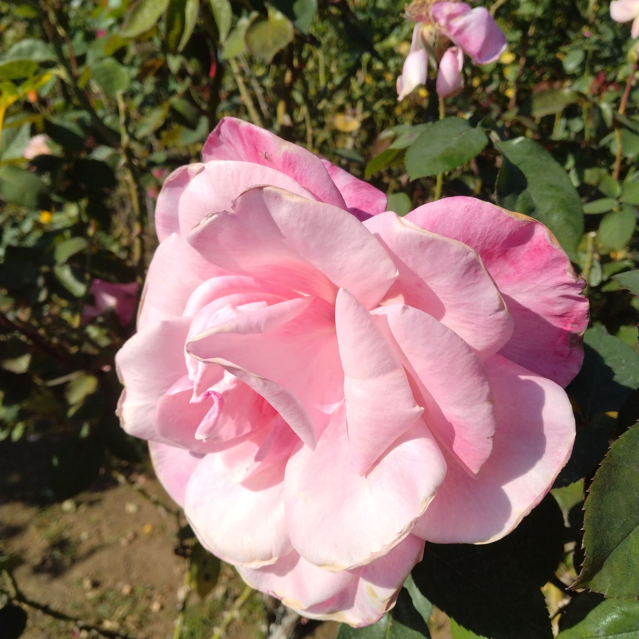 桜様♡ありがとうございます♡ 最後人来たから止めた | TikTok