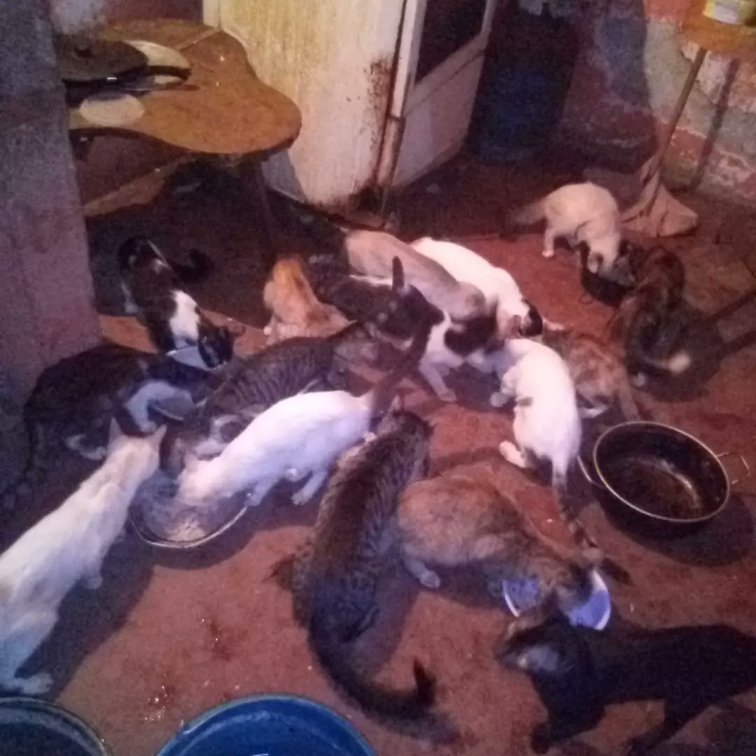 Alberguenieves's tweet image. Gracias a Dios y a nuestra amiga Evelyn Parra ellos están bien atendidos
