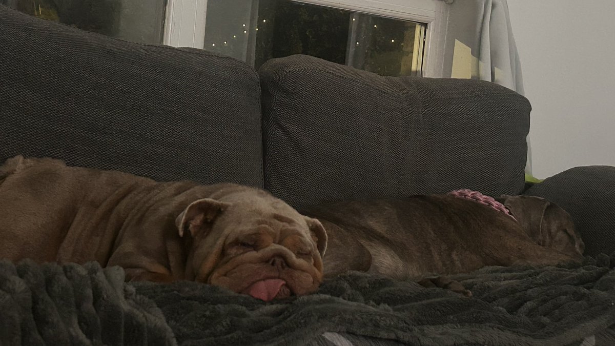 WeeNippySweety's tweet image. Bueno went over and lay beside Willow π