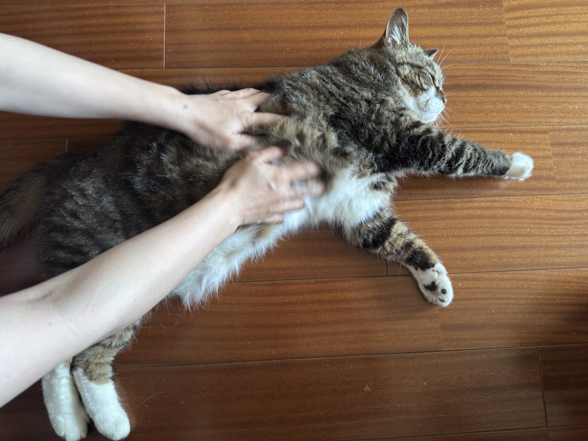 poncho_neko's tweet image. おはよーのわっしわっし中ですにゃお！