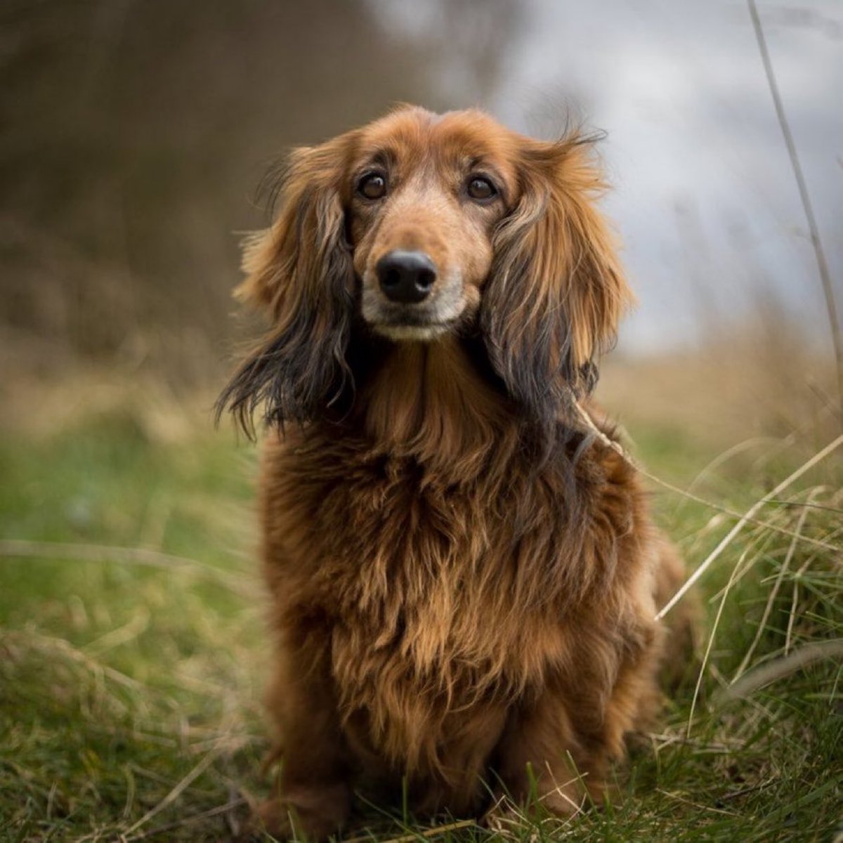 Phil_Sledge's tweet image. Gone but not forgotten
If you have an OTRB pet, please share a picture with our community
🌈