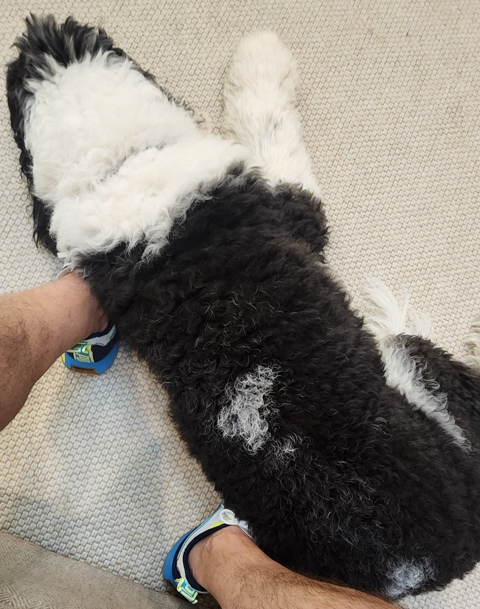 scottlincicome's tweet image. Milly has fallen asleep on my feet, and I don't have the heart to wake her. (Yet. Eventually I'll need wine... and food, I guess)