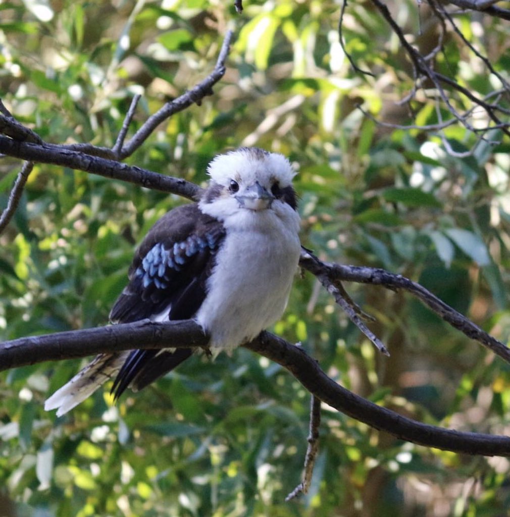 Reinharderdman's tweet image. Love these bird! ♥️
Kookaburra are so unique!
#birdslove
#kookaburra
#wildlifephotography
#brisbane
#queensland
