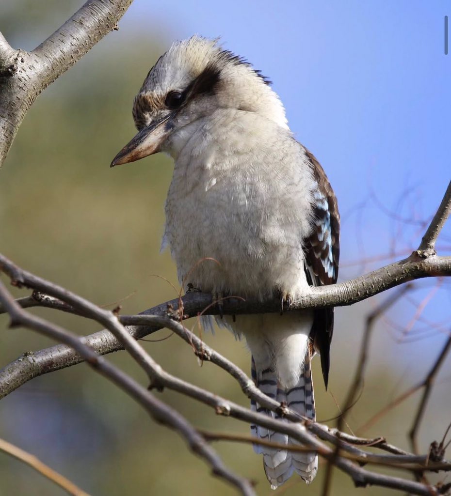 Reinharderdman's tweet image. Love these bird! ♥️
Kookaburra are so unique!
#birdslove
#kookaburra
#wildlifephotography
#brisbane
#queensland