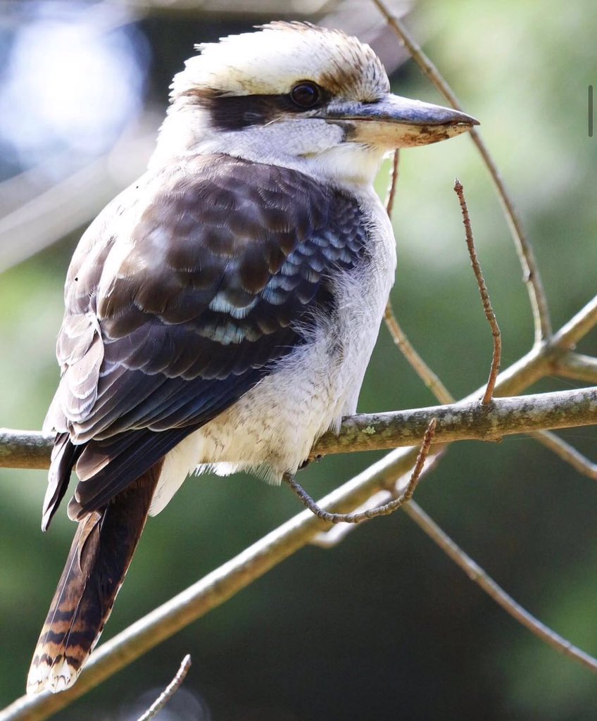 Reinharderdman's tweet image. Love these bird! ♥️
Kookaburra are so unique!
#birdslove
#kookaburra
#wildlifephotography
#brisbane
#queensland