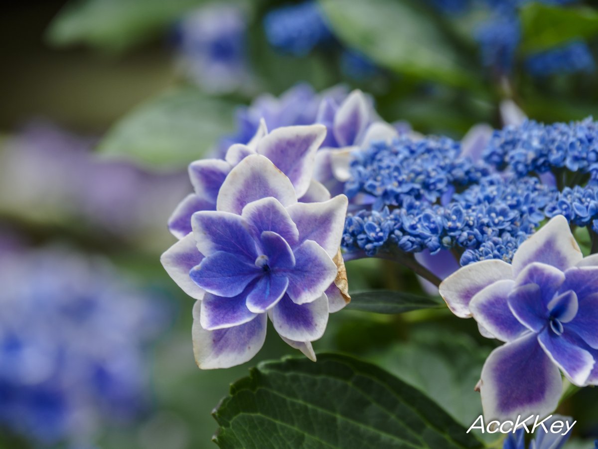 AccKKey's tweet image. おはようございます
連休最終日 思い出がたくさんできますように
#ファインダー越しの私の世界 #AccKKey
#お写ん歩
#TLを花でいっぱいにしよう