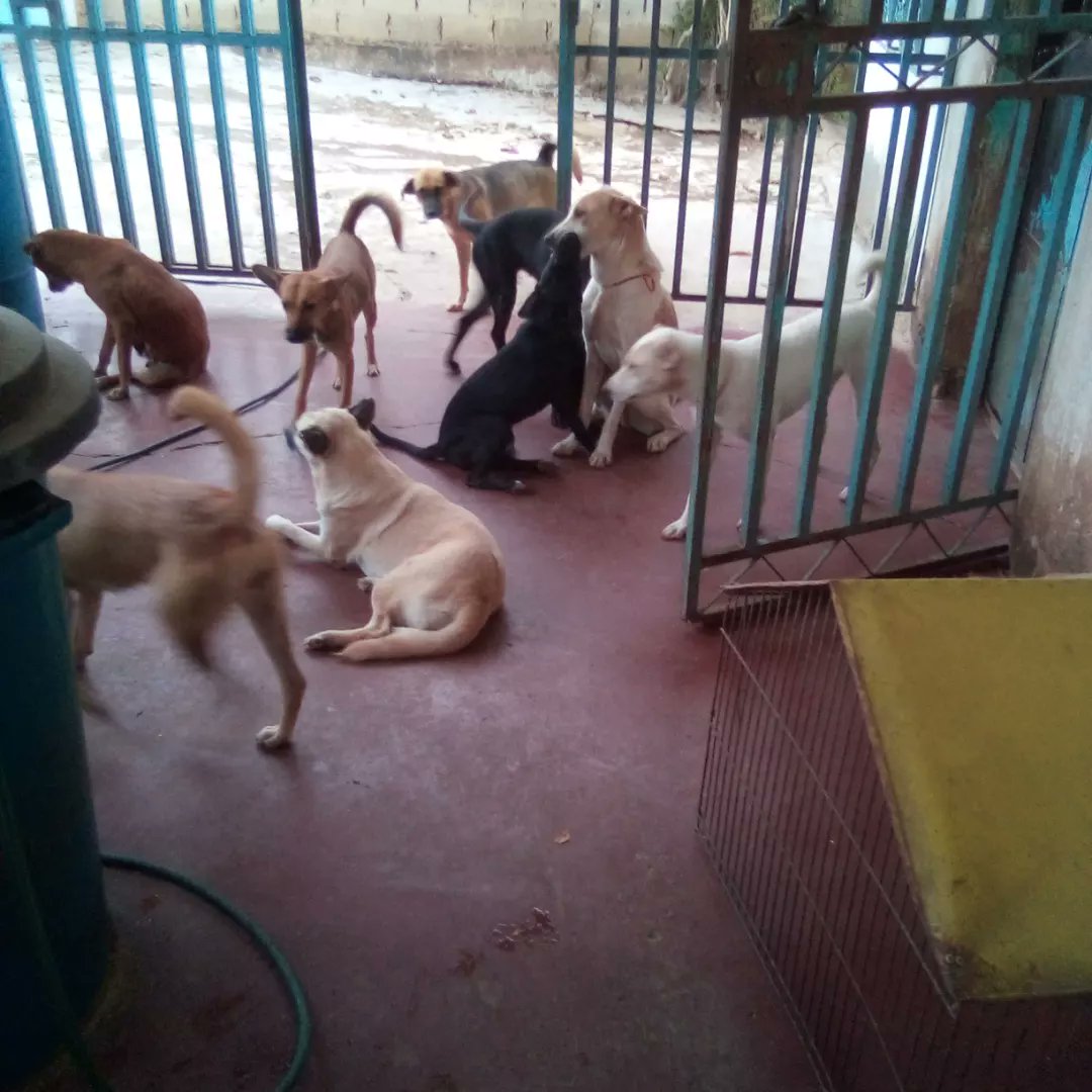 Alberguenieves's tweet image. Están bien atendidos por nuestra amiga Evelyn Parra lo que faltan son vuestras amorosas donaciones para comprarles la comidita