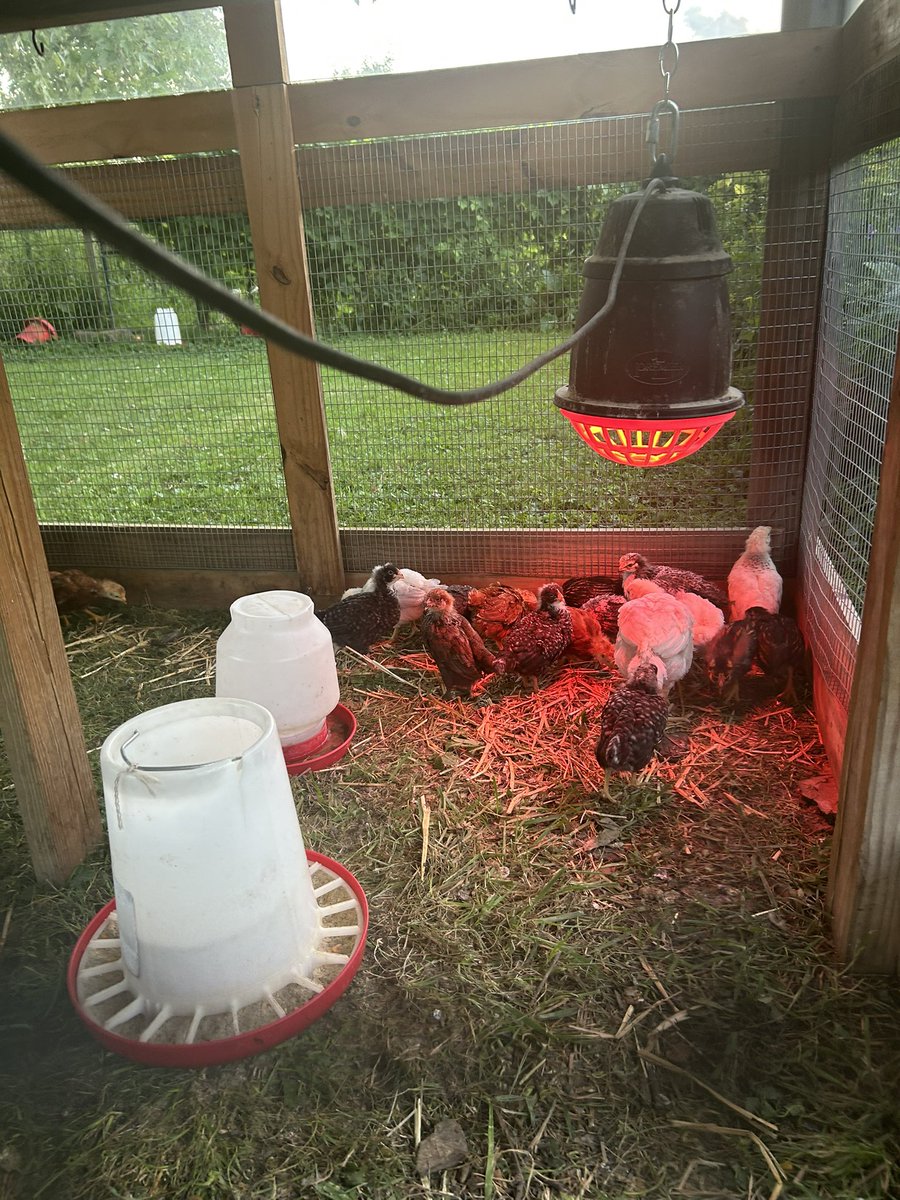 MichaelTG09's tweet image. Predator was taking chickens earlier in summer so we are growing out new additions to the layer flock.