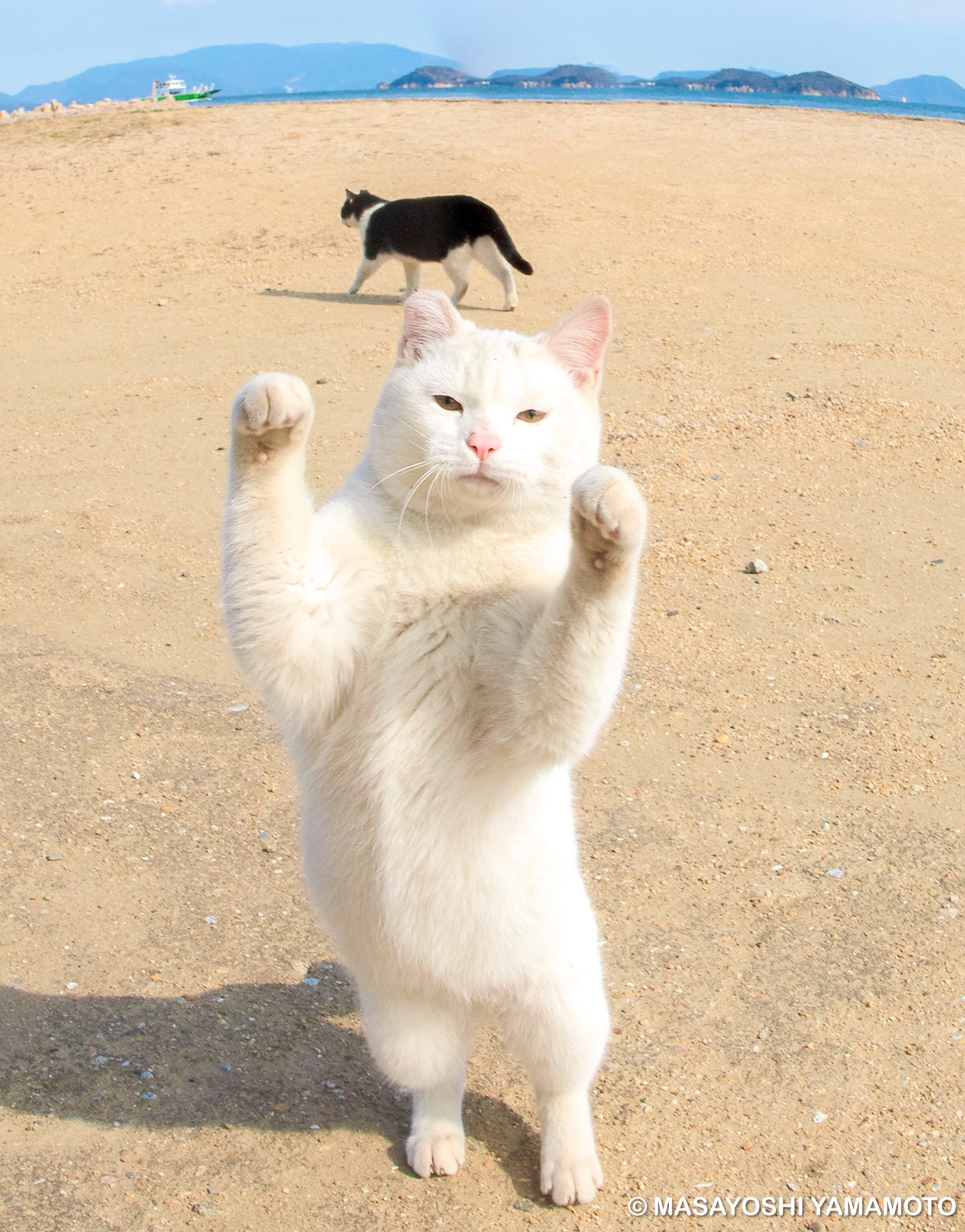 山猫 ︎山本 正義 (Masayoshi Yamamoto)立ち猫®︎ on X: 