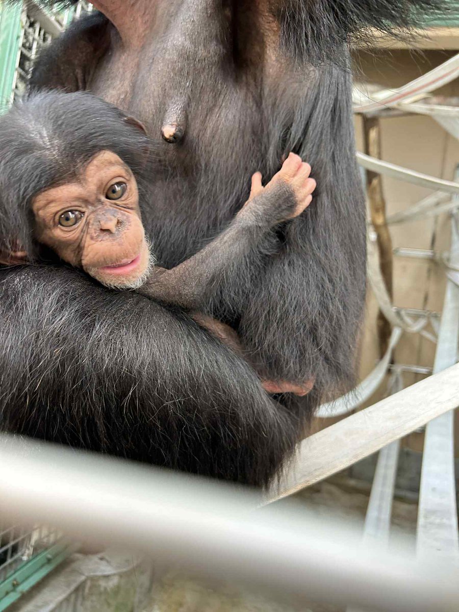 HitachiCity_Zoo's tweet image. 5月20日生まれた #チンパンジー のフクの赤ちゃんですが、性別はオス、愛称は「ジュウザ」となりました!
詳しくはホームページをご覧ください。
今後の成長も暖かく見守って頂けばと思います。
#かみね動物園
city.hitachi.lg.jp/zoo/oshirase/1…