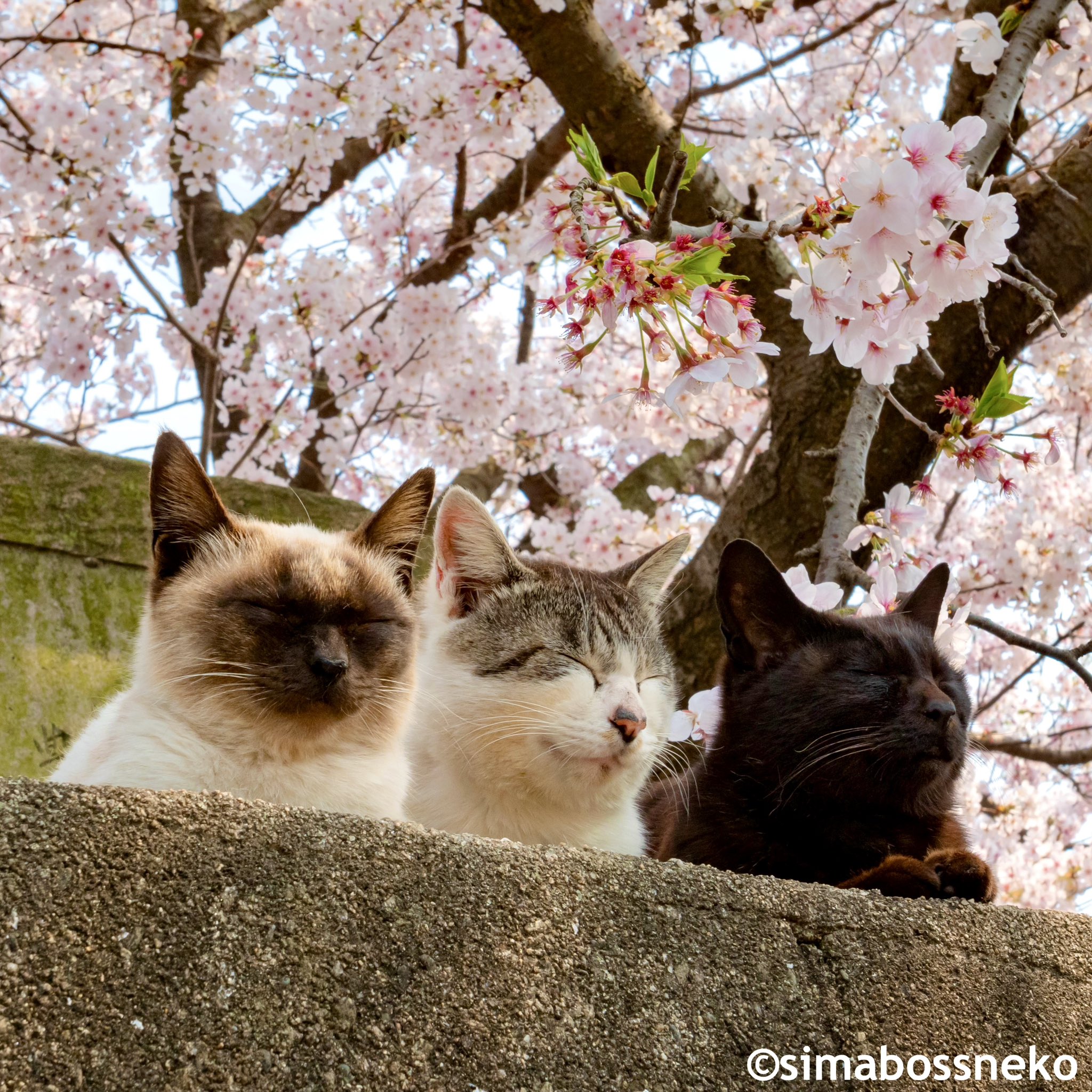 子猫の大行進 写真集 子猫の大行進 写真集