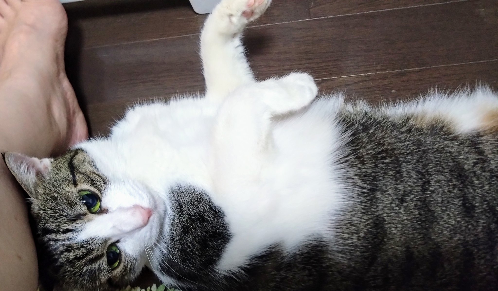 猫柴様おまとめ4点 猫柴様おまとめ4点