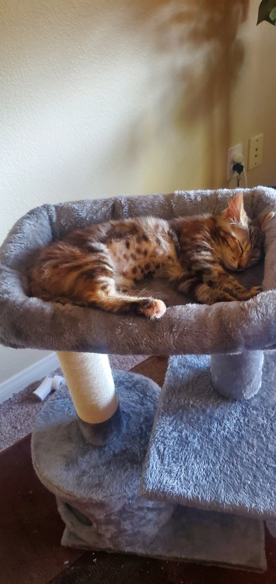 She trusted us enough to fall asleep in her cat tree bed. The cuteness overload. I can't take it ☺️☺️☺️