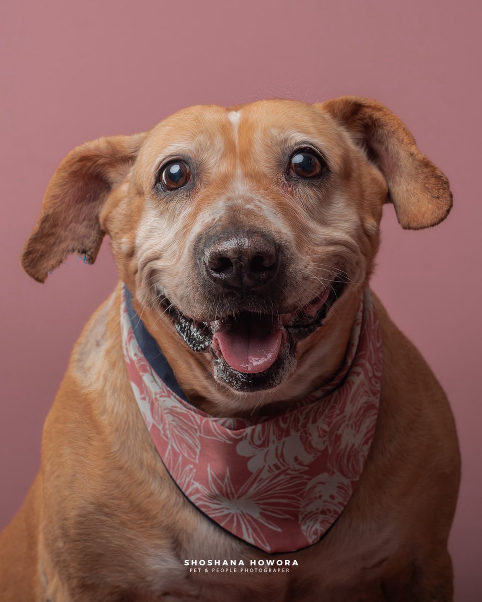 H_Limoneros's tweet photo. Les presento a Keka🤎desafortunadamente es rechazada por su físico, porque es café, mix de pit, ya no es cachorrita, no es talla mini y porque no es “agraciada” como much@s dirían😞yo la veo hermosa y les juro es la más cariñosa y tierna, todo el tiempo está sonriendo y te pide que la apapaches, tiene 8 años y lleva en el refugio 6 años💔anímense!! Pueden pasar a conocerla para confirmar lo cariñosa que es con tod@s🥰
-Edad: Mediana (es gordita pero chaparrita)
-Protocolo: Esterilizada / Vacunada / Desparasitada

🔺Si te interesa adoptarla por favor llena el formulario👉🏼https://t.co/5erVc44qis 🙏🏼