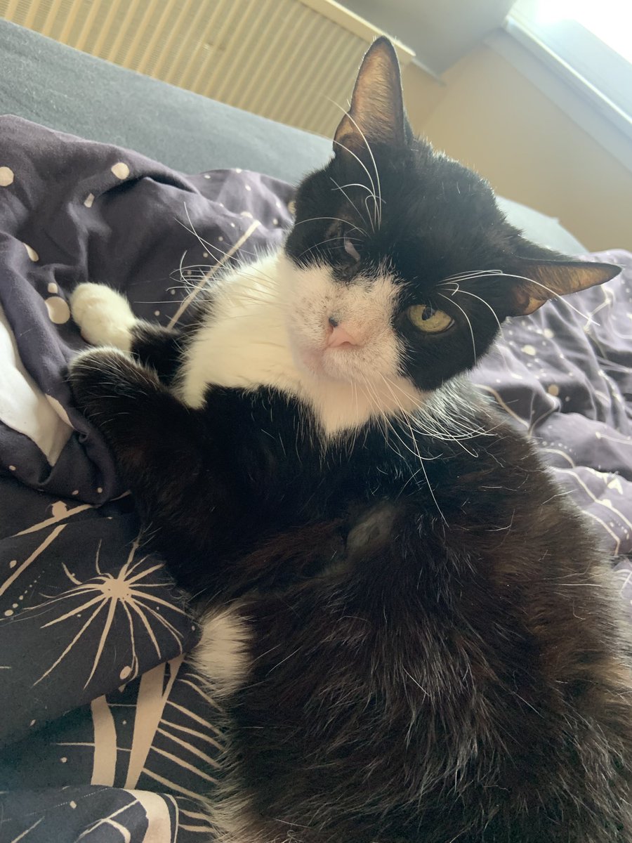 vampyscientist's tweet photo. Just wanted to give an update and say a HUGE THANK YOU (!!!) to everyone who helped in any way, not just financially!

He celebrated his 13th birthday recently, after another emergency hospital stay, we are now on the mend!🥰

Much love &amp; appreciation!🫶 https://t.co/YKodrnAMvC