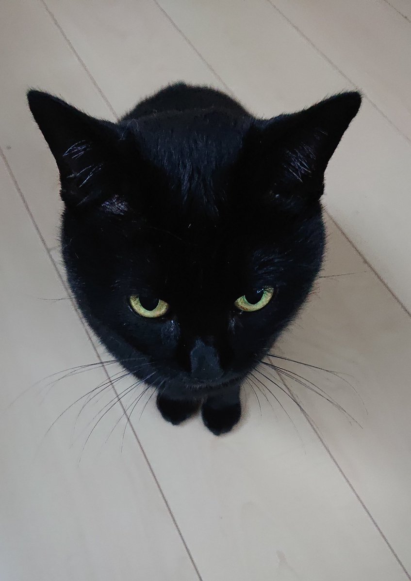 arca20220921's tweet image. まんまるくてかわいいんだ