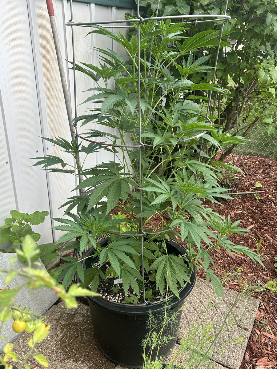 [Outdoor] Ice cream Cake x Gelato 41 fem By Calegacy <a href="/tangledroots_/">Tangled Roots</a> 
CalSil  / Bacillus Subtilis and Trichoderma (fol and drench). / Fimmed / 
<a href="/BokashiE/">Bokashi Earthworks</a>  <a href="/BuildASoil/">BuildASoil</a>