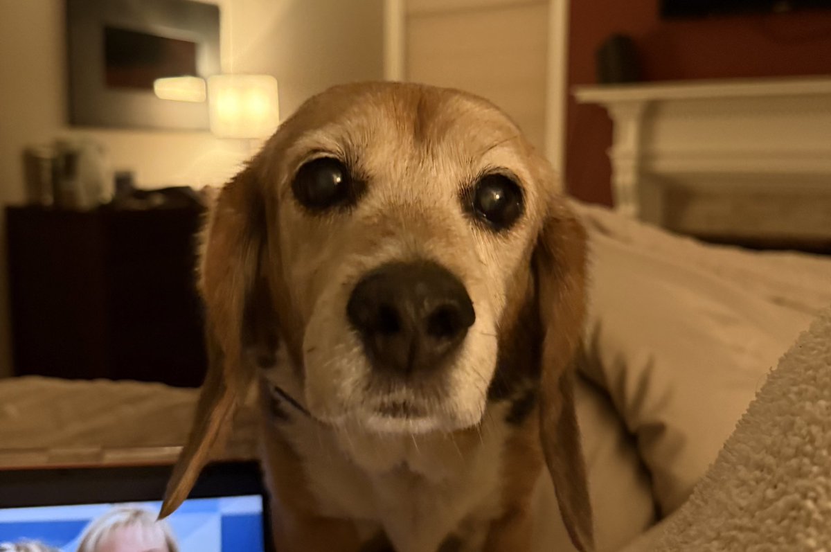 Hi Everyone…. I want to tell you that my M will be in London this weekend all by her lonesome. (She left me today).  I am posting just in case any of our pals Pawrents are in town.  Let me know and I can connect you all to tweet up.  If it’s meant to be it will!