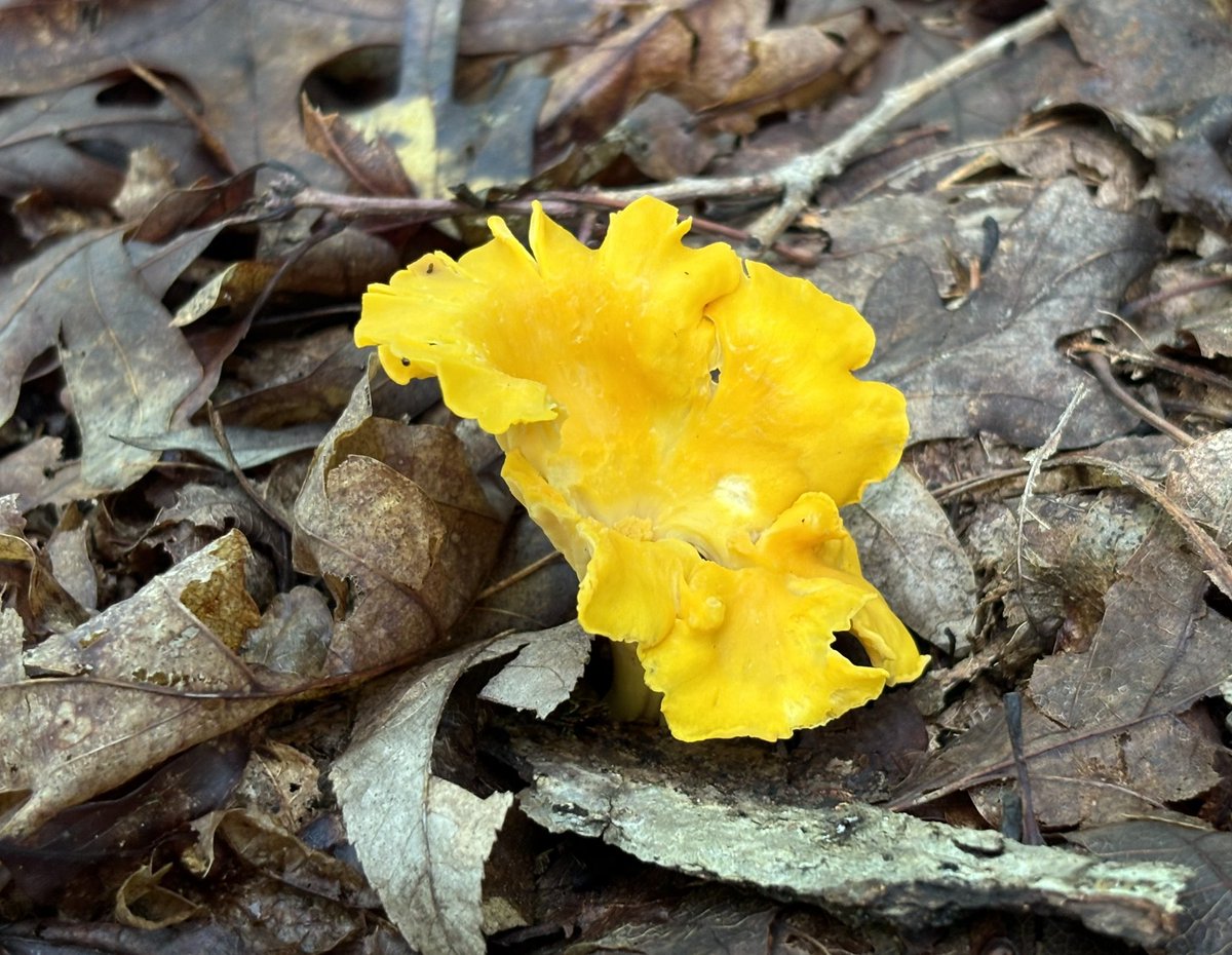 Forest Bathing finds 🍄🐸🍄‍🟫 #hike #mushrooms #forest #chesterfieldva <a href="/VisitVirginia/">visitvirginia</a>