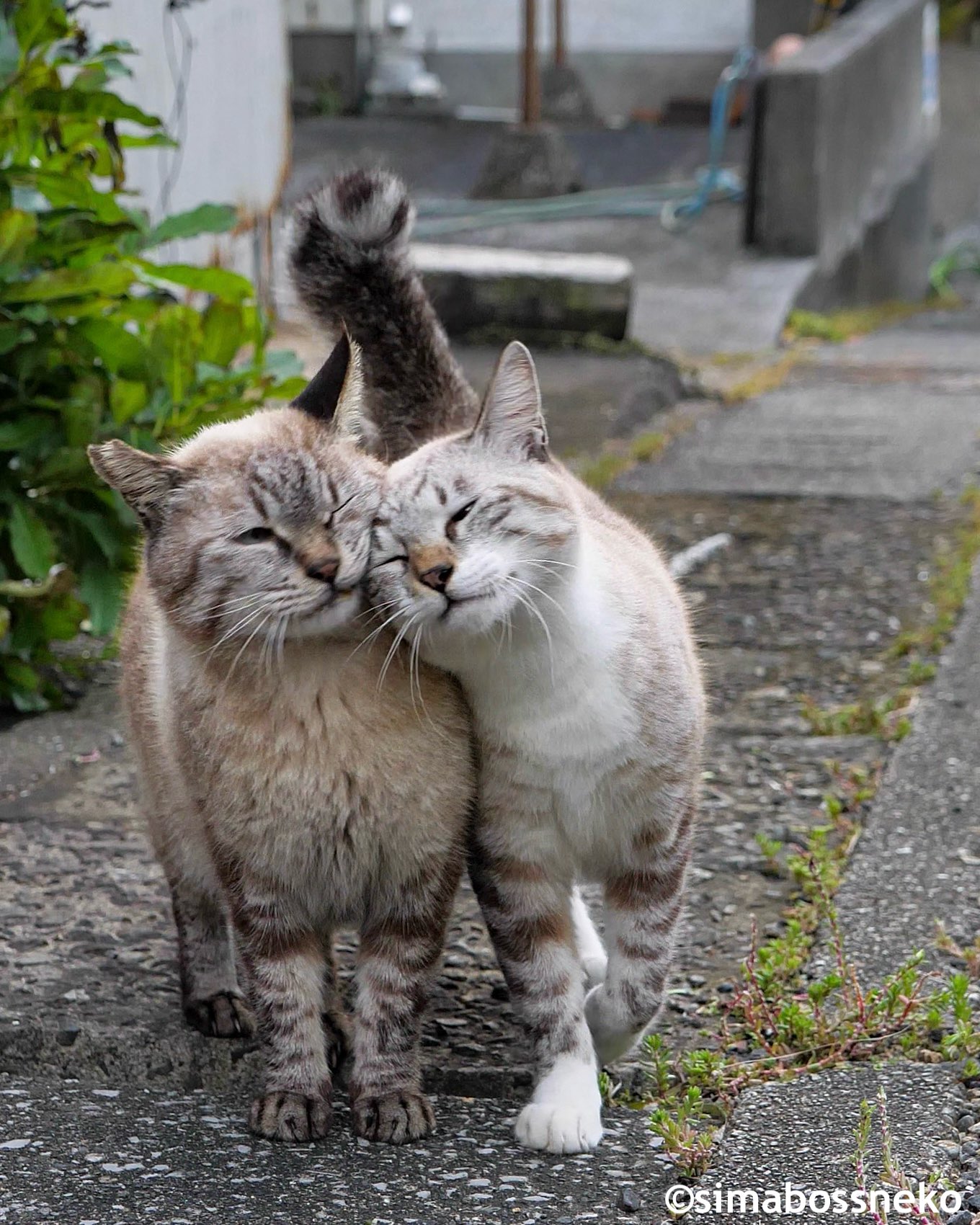 simabossneko 写真集「島にゃんこ」発売中 on X: 