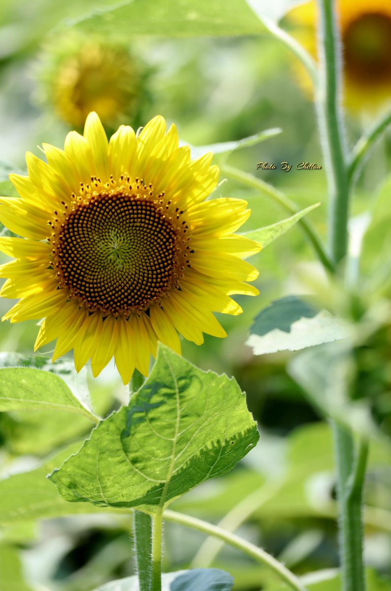 Chiffon_cake556's tweet image. おはようございます🍧

✎𓂃ヒマワリ(向日葵)𓂃🌼🌿
　ｷｸ科 / ﾋﾏﾜﾘ属 / 一年草 / ｱﾒﾘｶ原産
    種は食用になります𓂃𓎩𓌉𓇋

素敵な休日になりますように. . 𖡼𖤣𖥧